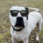 Through Their Eyes: A Quick Guide to Your Pet’s Eye Health