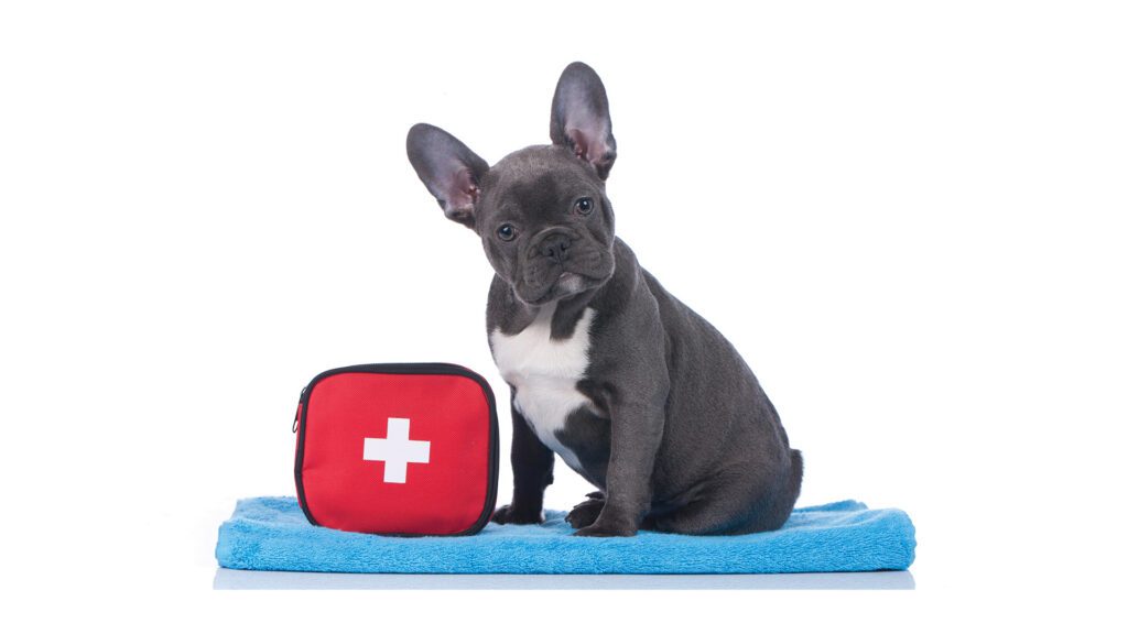 First Aid Basics Every Hudson Valley Pet Owner Should Have