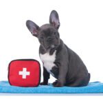 First Aid Basics Every Hudson Valley Pet Owner Should Have