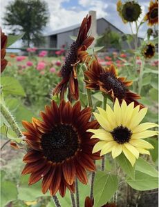 Flower floral-Style 208 LLC