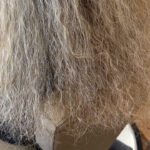 Humidity, Frizz and the Science of Stronger Hair in Florida