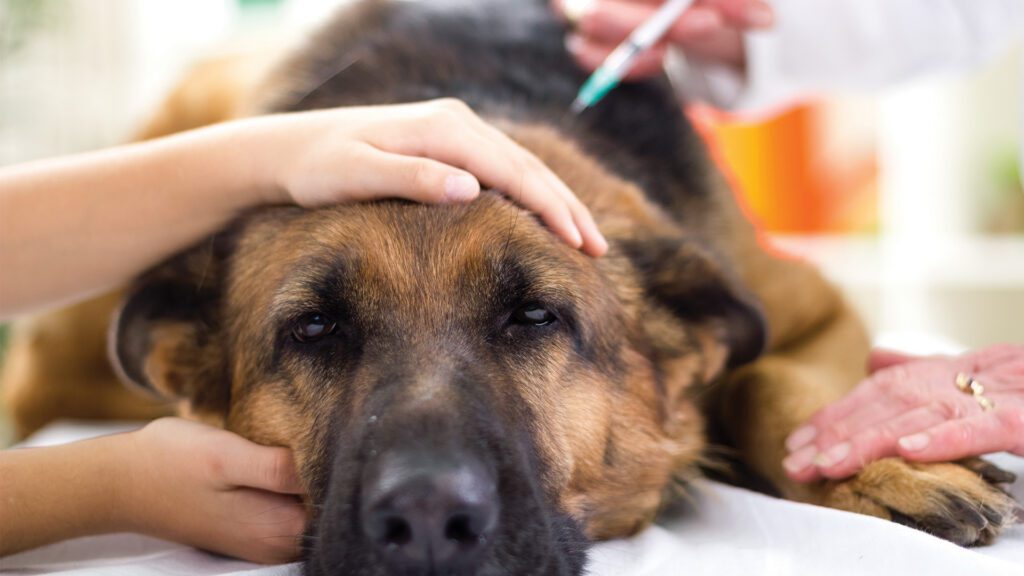 Rabies: The Vaccine Your Pet Can't Afford to Skip