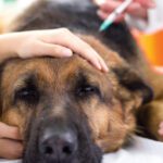 Rabies: The Vaccine Your Pet Can't Afford to Skip
