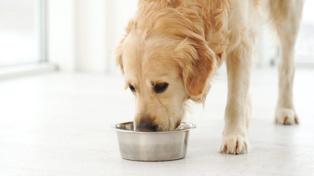 How Hormones Impact Your Pet’s Health