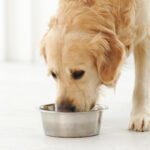 How Hormones Impact Your Pet’s Health