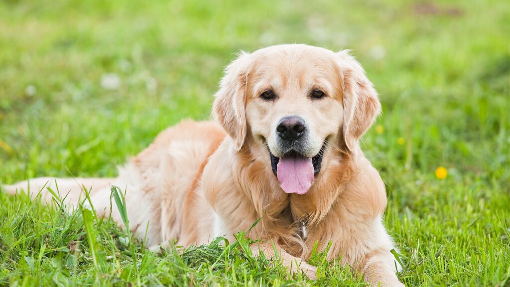 Dog Flea and Tick Prevention: Protecting Your Best Friend Year-Round