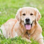 Dog Flea and Tick Prevention: Protecting Your Best Friend Year-Round