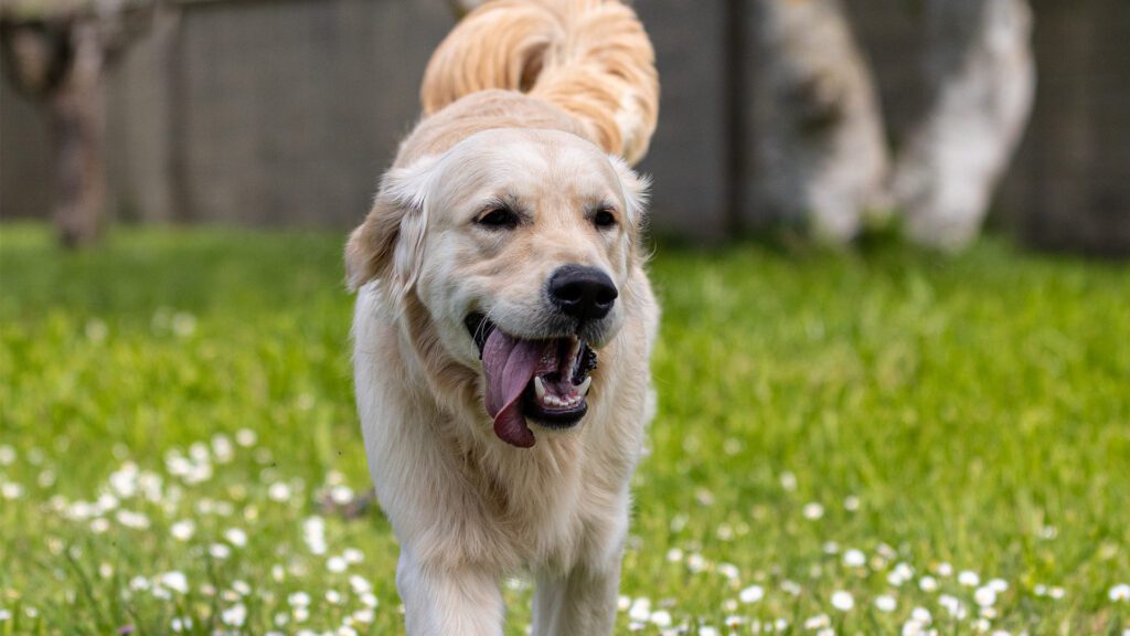 Heat Stroke in Dogs and Cats: What Every Pet Owner Should Know