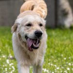Heat Stroke in Dogs and Cats: What Every Pet Owner Should Know