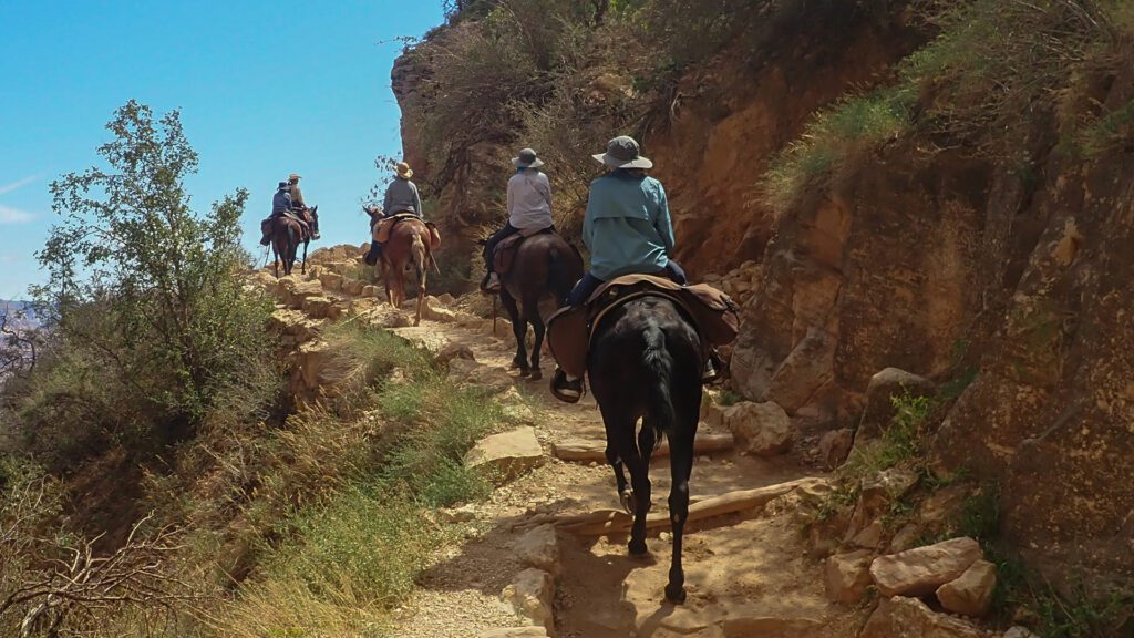 Mule Power: The Lasting Legacy of the American Mule