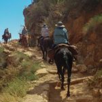 Mule Power: The Lasting Legacy of the American Mule