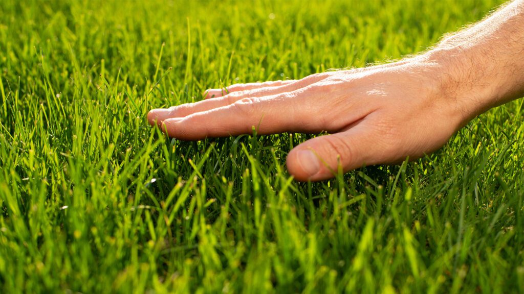 The August Transition: Setting Your Lawn Up for Fall Success