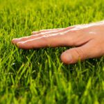 The August Transition: Setting Your Lawn Up for Fall Success