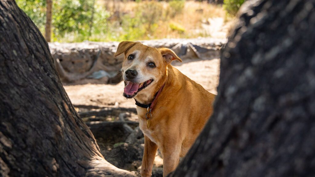 A Cleaner Community Starts From the Ground Up: Professional Pet Waste Solutions for Westfield’s HOAs, Apartments, Dog Parks, and Commercial Properties