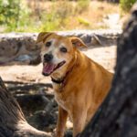 A Cleaner Community Starts From the Ground Up: Professional Pet Waste Solutions for Westfield’s HOAs, Apartments, Dog Parks, and Commercial Properties