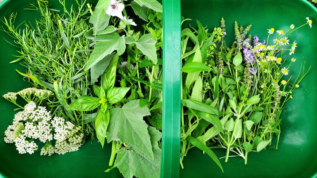 5 Things You Probably Didn’t Know About Herbal Medicine