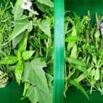 5 Things You Probably Didn’t Know About Herbal Medicine