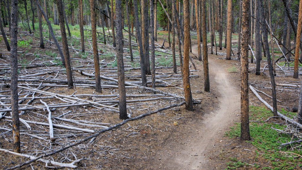 Attack One Fire Management Services: Your Land, Our Mission | A Monthly Update From the Field