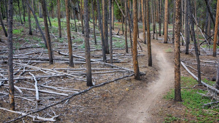 Attack One Fire Management Services: Your Land, Our Mission | A Monthly Update From the Field