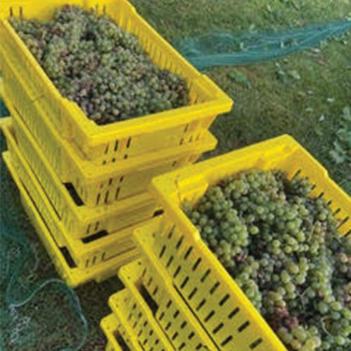 Itasca Grape Harvest Mineral Hills Winery at Godard's Red Hen Farm, LLC