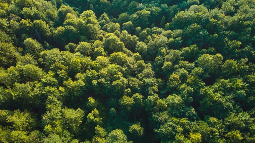 Embracing the Green: Why I Love Working as an Arborist in New Orleans