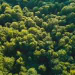 Embracing the Green: Why I Love Working as an Arborist in New Orleans