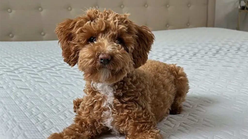 Why Sleep Is The Most Important Investment You’ll Ever Make and How Mattress Dogzzz Can Help
