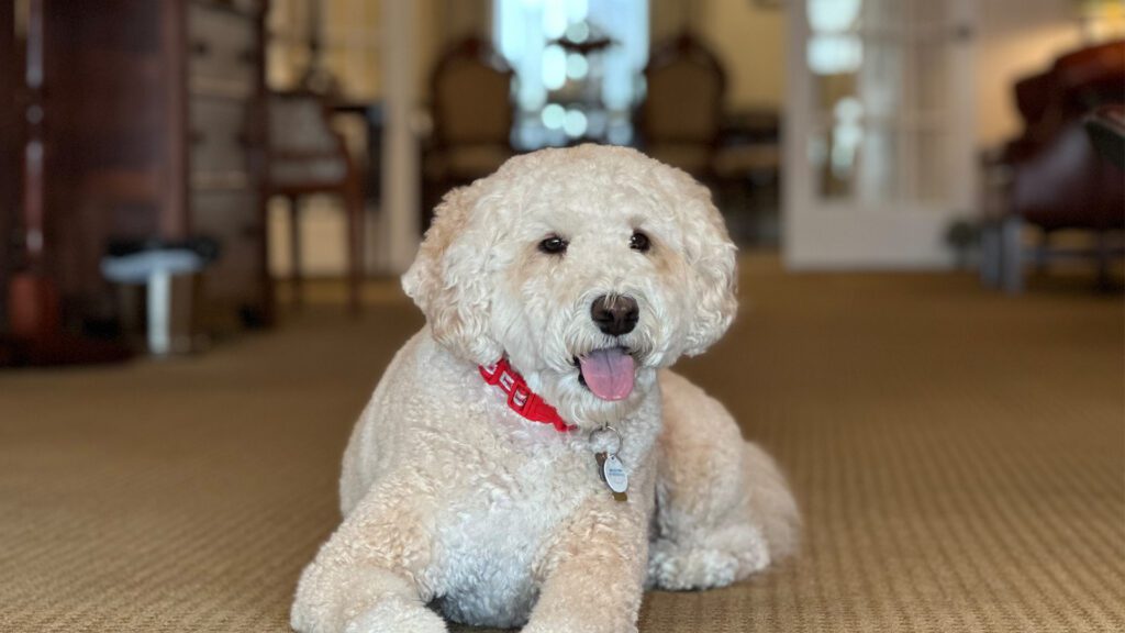 Meet Morris: Comfort Comes with Four Paws