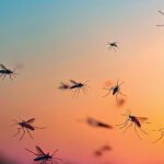 Mosquitoes Still Going Strong: Late-Summer Tips for Alabama Homeowners