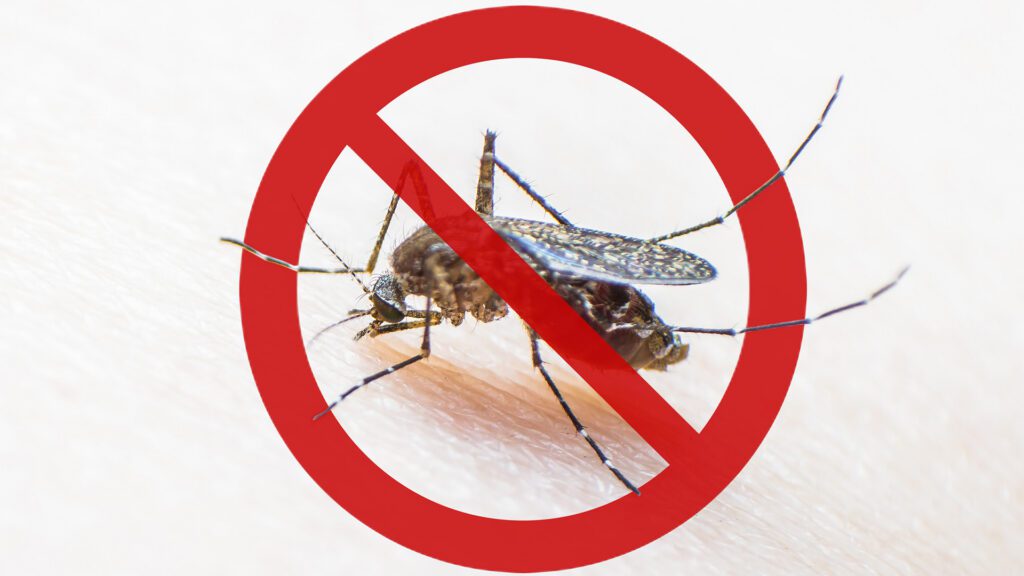 8 of the Best Plants for Keeping Mosquitoes Away From Your Backyard