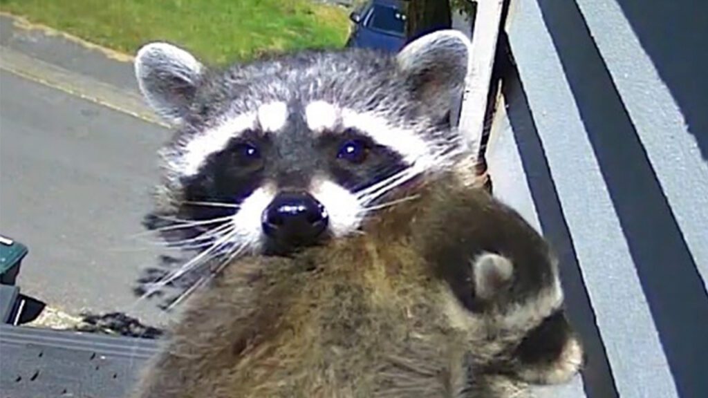 A Little Patience … When Raccoons Choose Your Home as Theirs