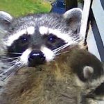 A Little Patience … When Raccoons Choose Your Home as Theirs
