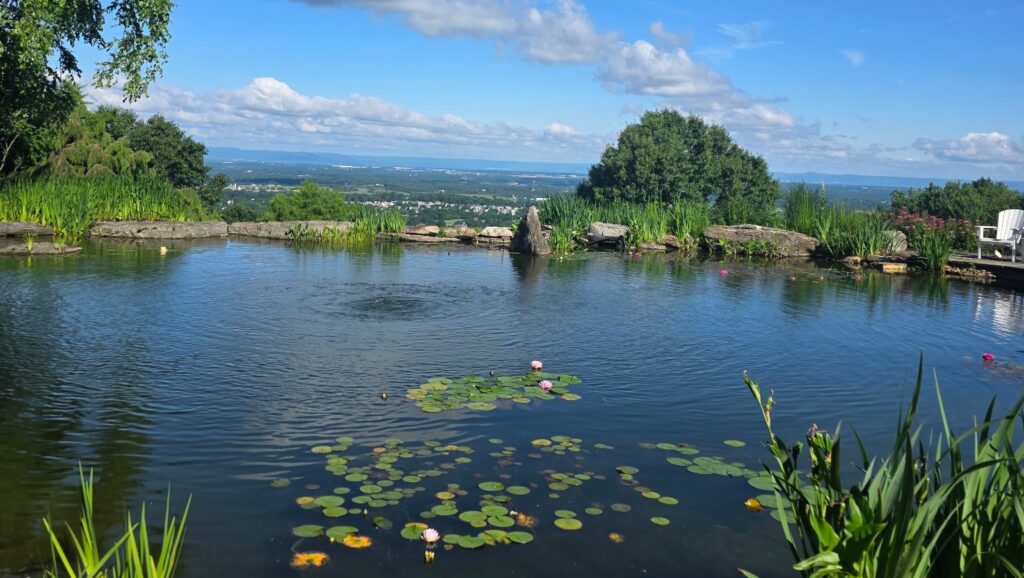 Pond Tranquility