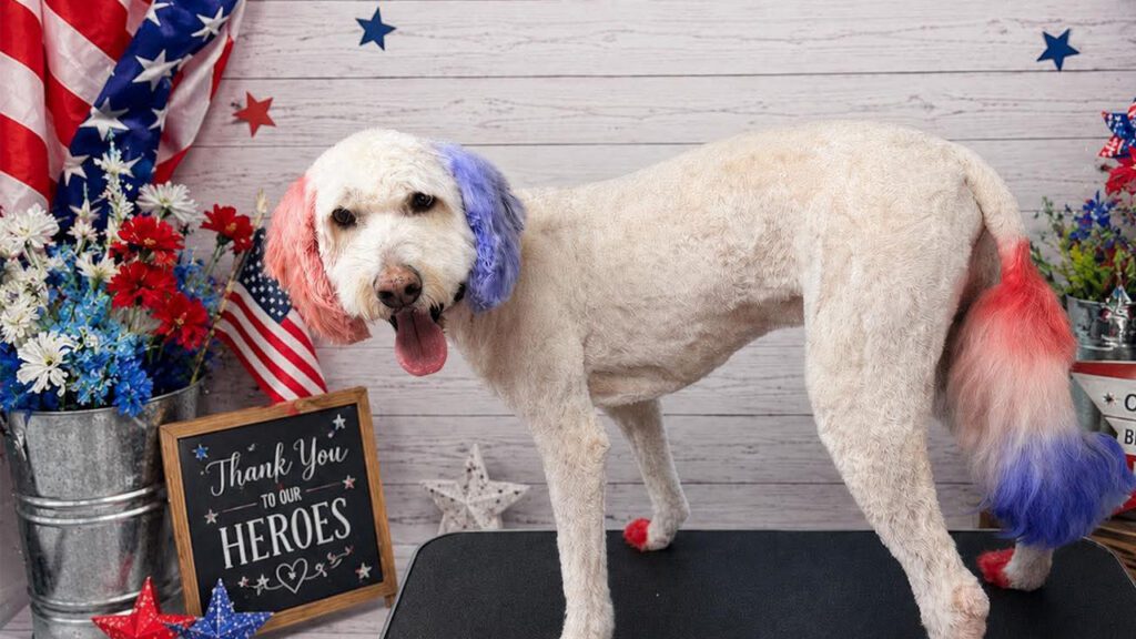 Protecting Pets During Pyrotechnics