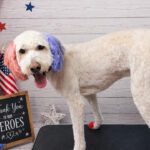 Protecting Pets During Pyrotechnics