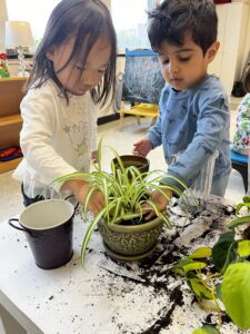 Plant-The Village School (Dykstra)