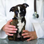 PCR Screening for Intestinal Parasites