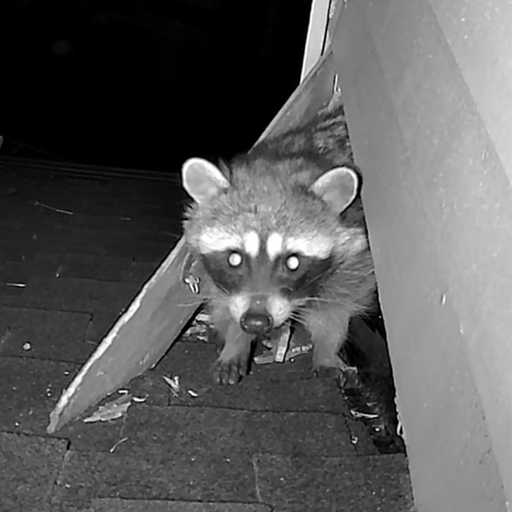 Raccoon at night in home siding Emerald Wildlife Control