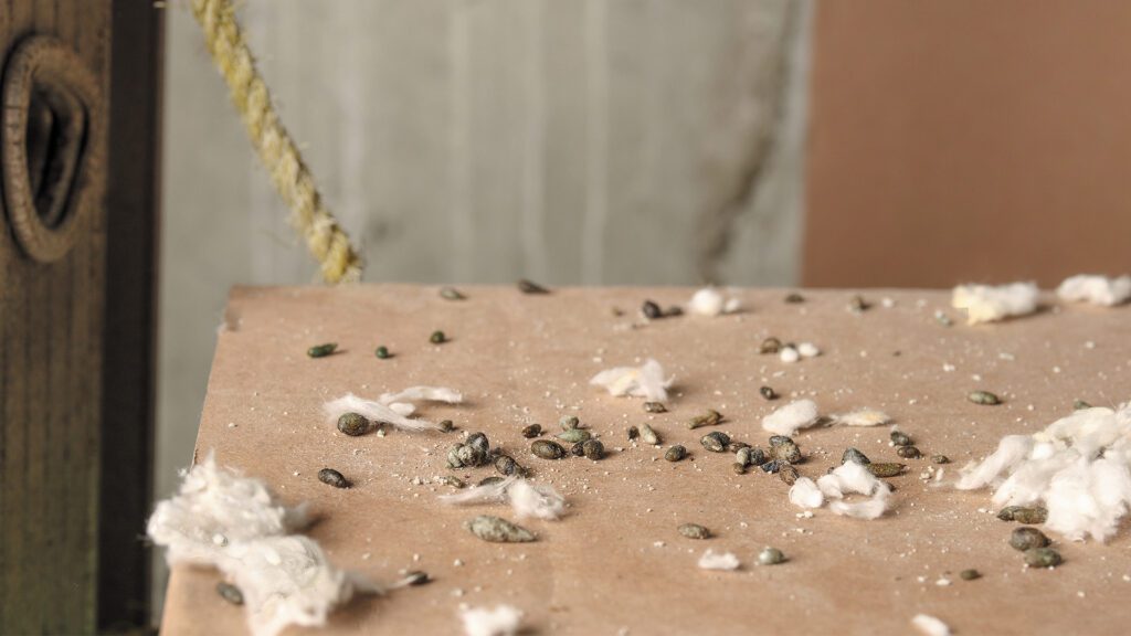 The Rodent Problem Most Homeowners Never See Coming