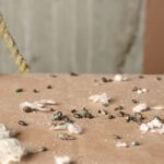 The Rodent Problem Most Homeowners Never See Coming