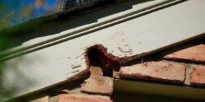 Rodent or Pest Damage-Homewatch Steamboat