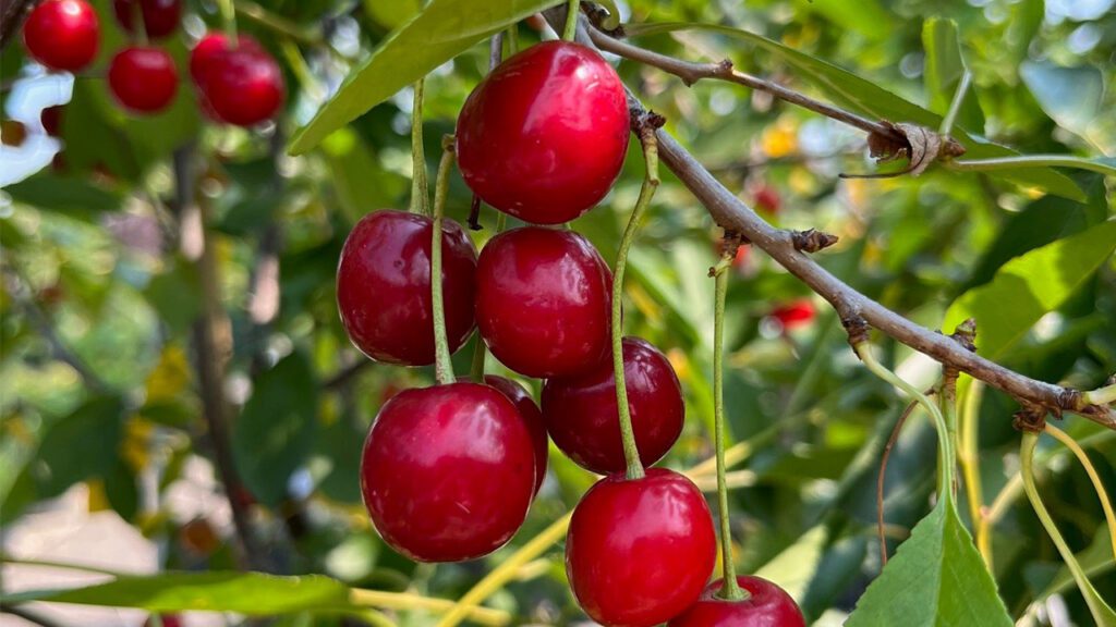 Homegrown Fruits From Greenland Garden Centre