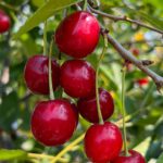 Homegrown Fruits From Greenland Garden Centre