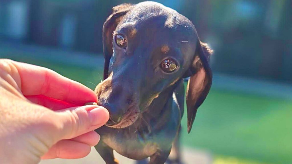 Skippy Runs Daycare From Shoulder Height: Meet the Daschund Who Went From Shy Spectator to Full-Time Zoomie Participant