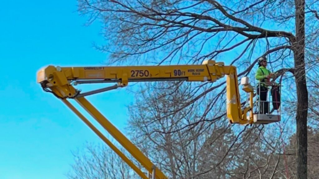Tree Work The Treeman LLC
