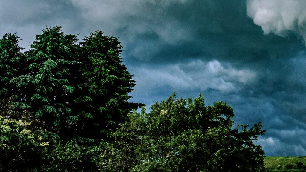 Emmons Tree & Landscape Service: ‘The Calm Before The Storm’