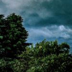 Emmons Tree & Landscape Service: ‘The Calm Before The Storm’