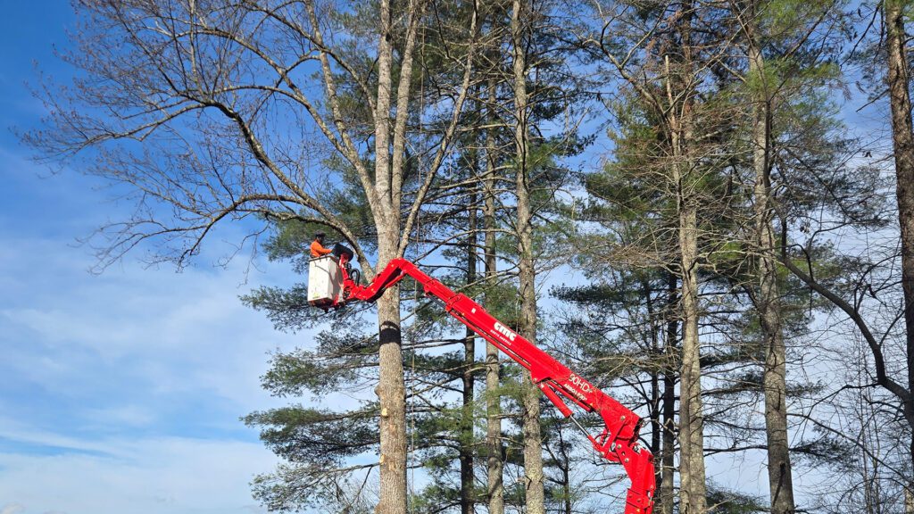 The Hemlock: An Iconic Evergreen Worth Protecting