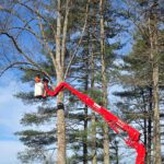 The Hemlock: An Iconic Evergreen Worth Protecting