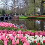 Tiptoeing Through the Tulips